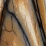 Mammoth Tusk